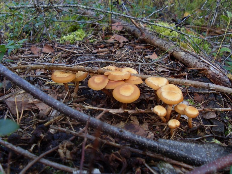 SL381913.JPG