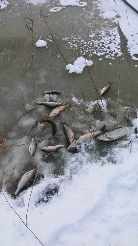 Петр разбушевался