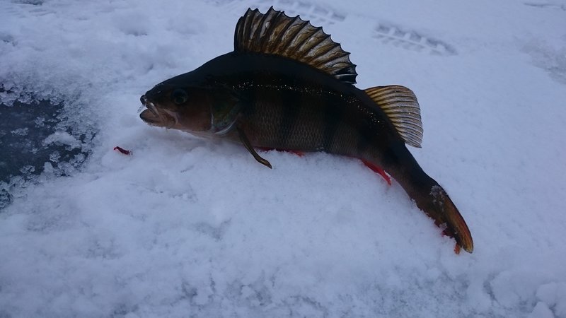 DSC_0117.JPG