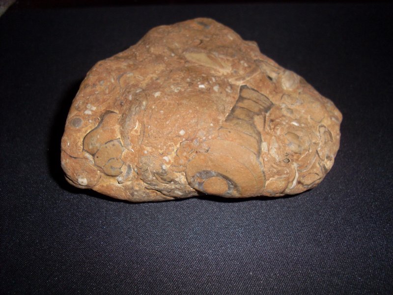 SL382155.JPG