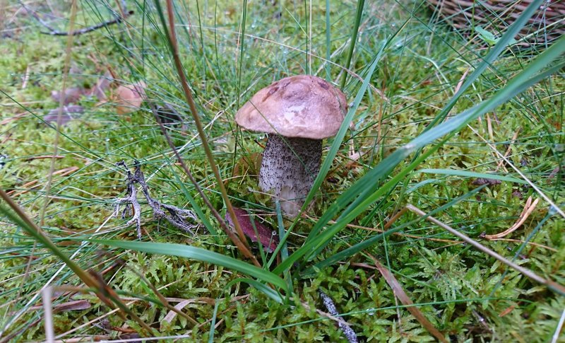 DSC_1019.JPG