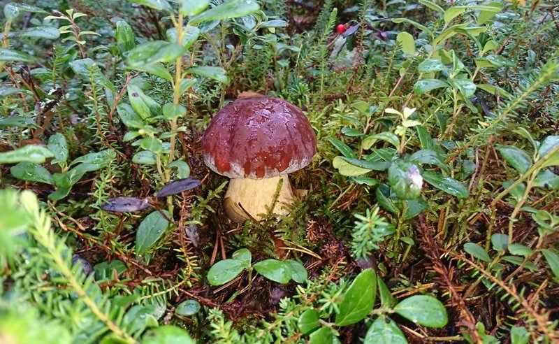 DSC_1032.JPG