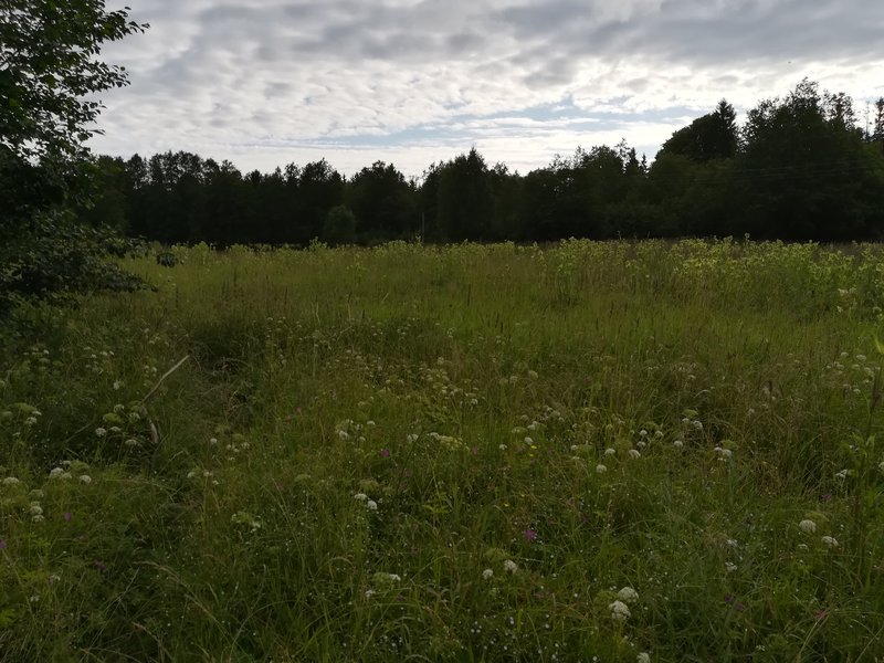 IMG_20180709_073339.jpg