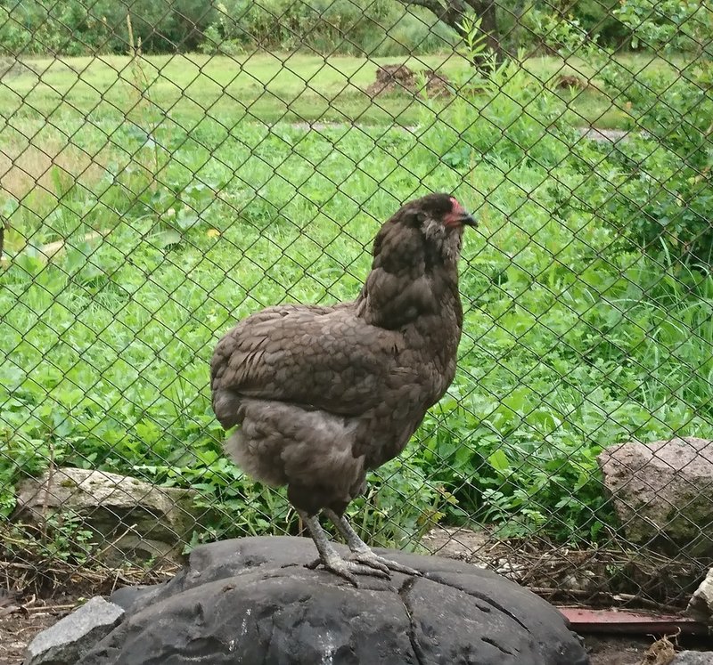 DSC_2012.JPG