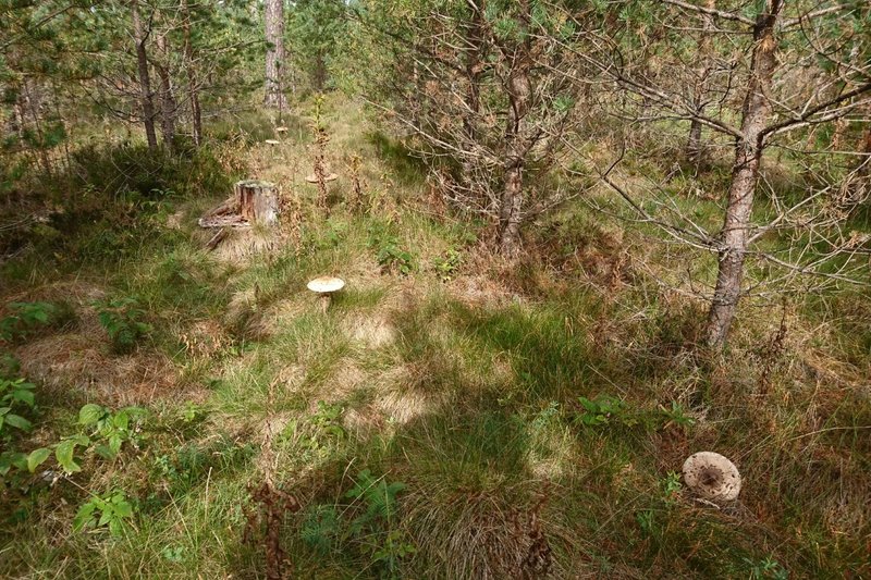 DSC_2096.JPG