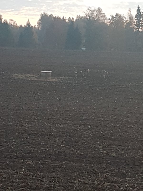 20181013_073656.jpg (3.52 МБ) 7023 просмотра были сумерки да и далеко они убежали