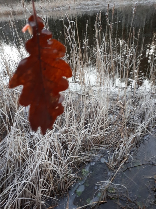 20181125_090015.jpg