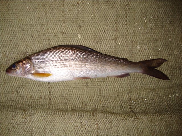 3fd48e44d288.jpg