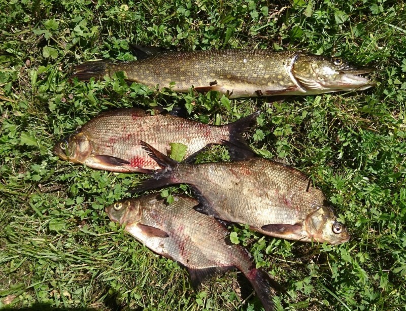 DSC_3085.JPG