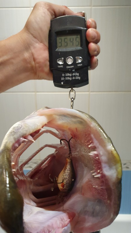 20200801_174453.jpg
