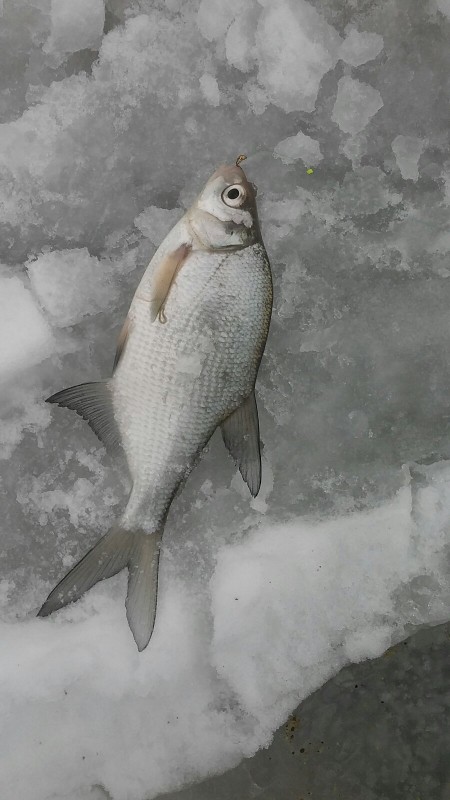 22.01.21 Ьяннику-1.jpg