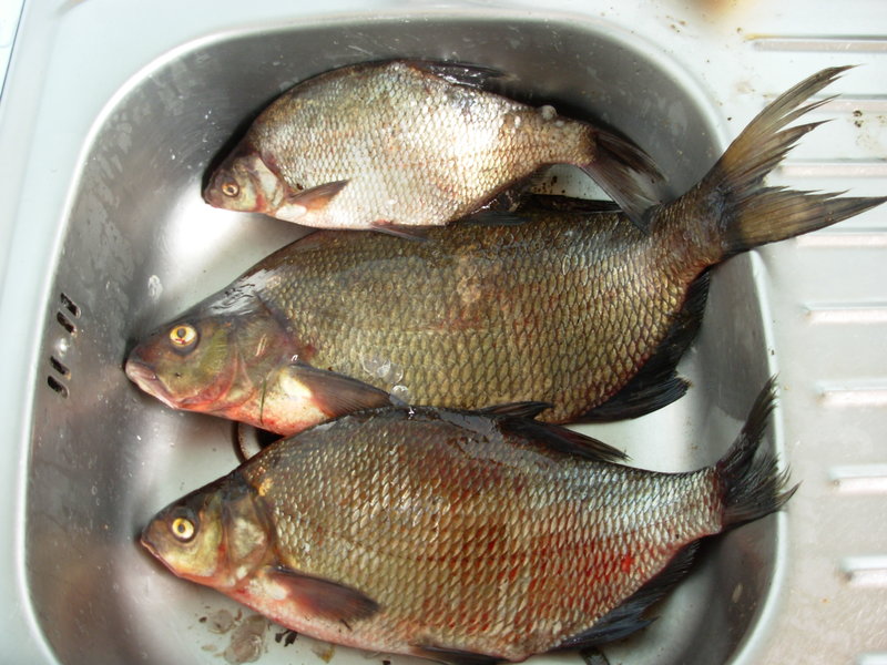 DSCN4454.JPG