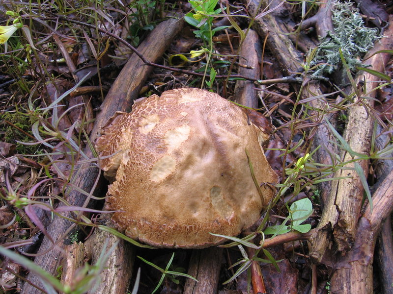 21 006.jpg