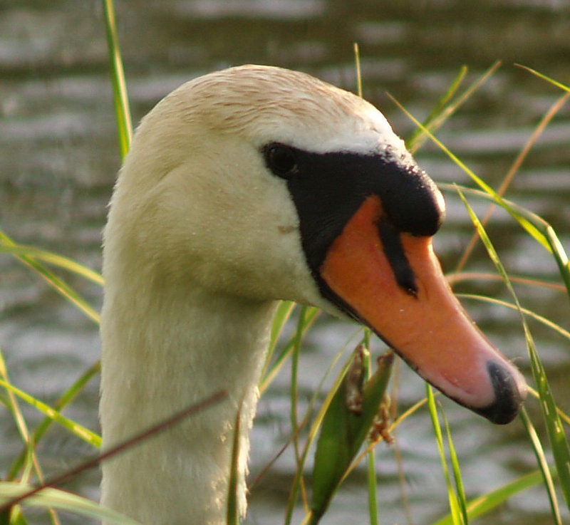 Picture 021a.jpg