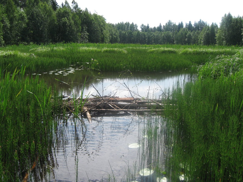 Ягала 05.06.10 024.jpg