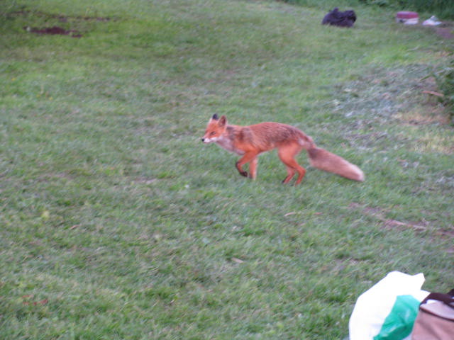 06.2010 002.jpg