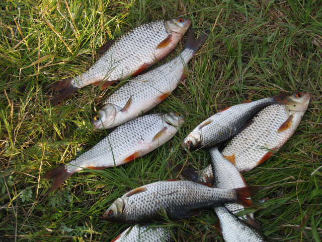 Picture 080.jpg