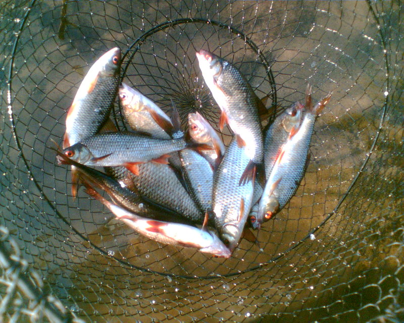 паун 007.jpg