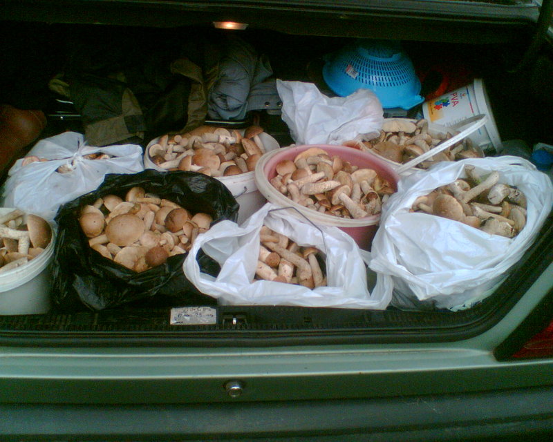 Грибы 009.jpg