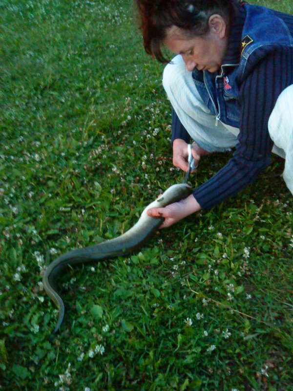 Picture 016.jpg