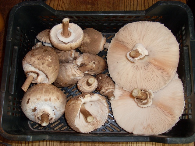 SL382626.JPG