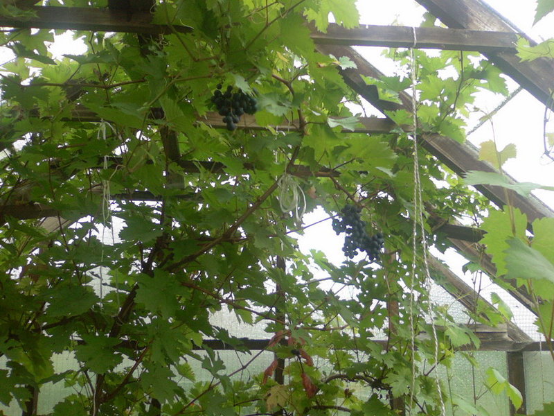 Photo-0019.jpg