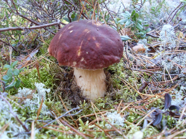 SL382709.JPG