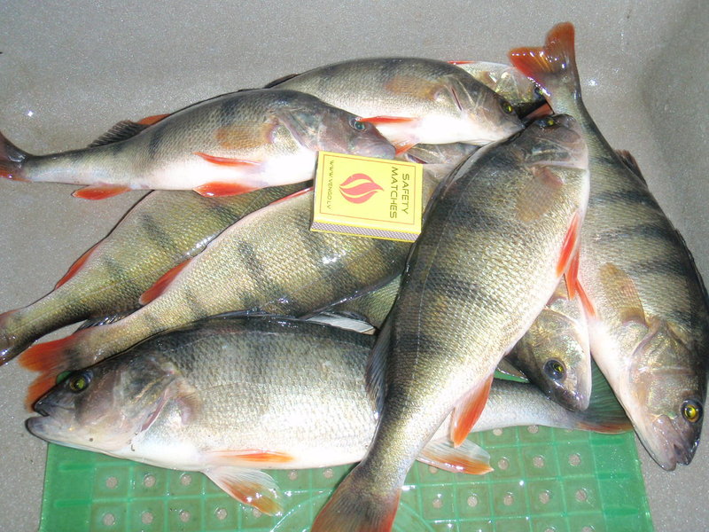 ulov 005.jpg