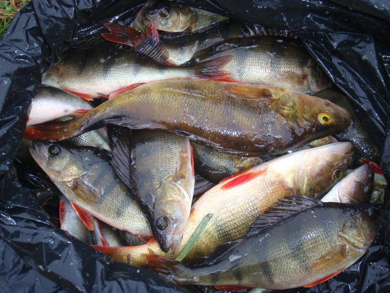 PAUNKULA 016.jpg