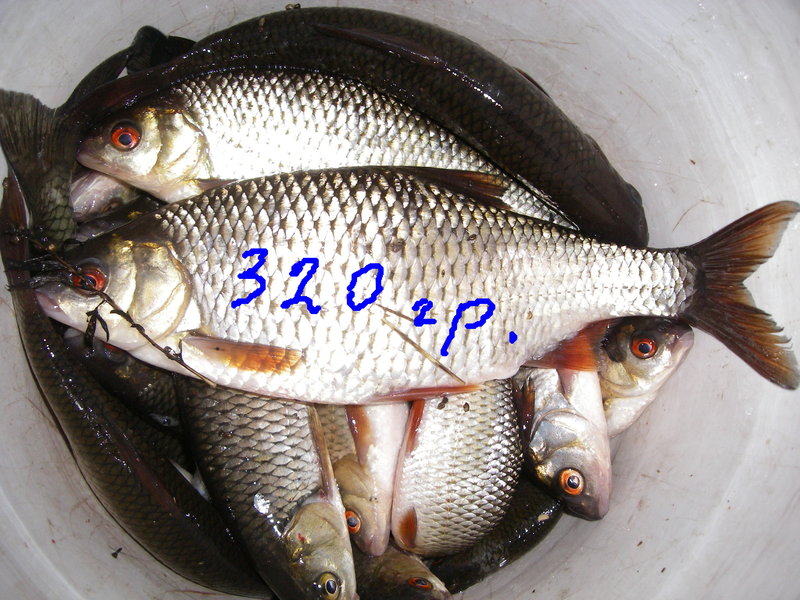 IMGP4436.JPG