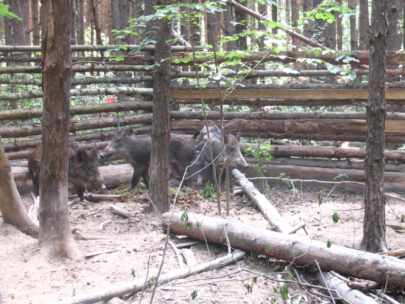 derevnja 07 08 044.jpg