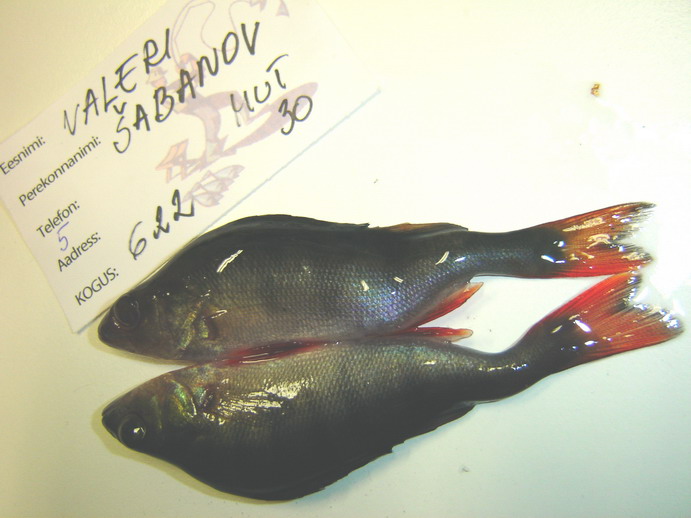 Uljaste mutantahven 2011 017.jpg