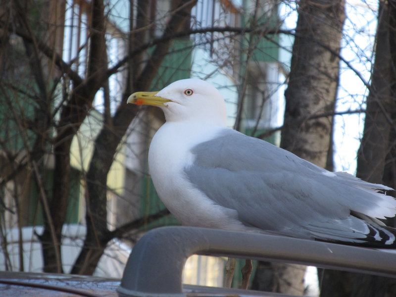 Picture 001.jpg