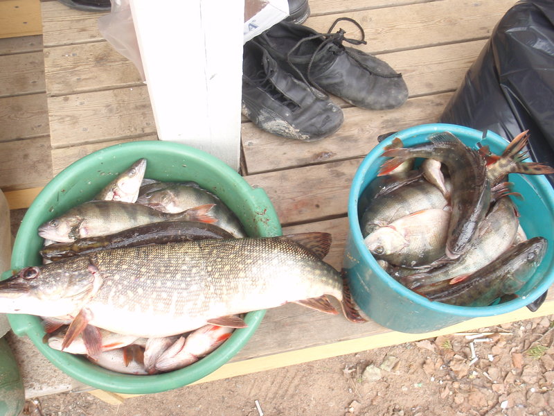 Финка 02-06. 05.2011 134.jpg
