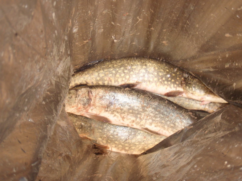 Финка 02-06. 05.2011 140.jpg
