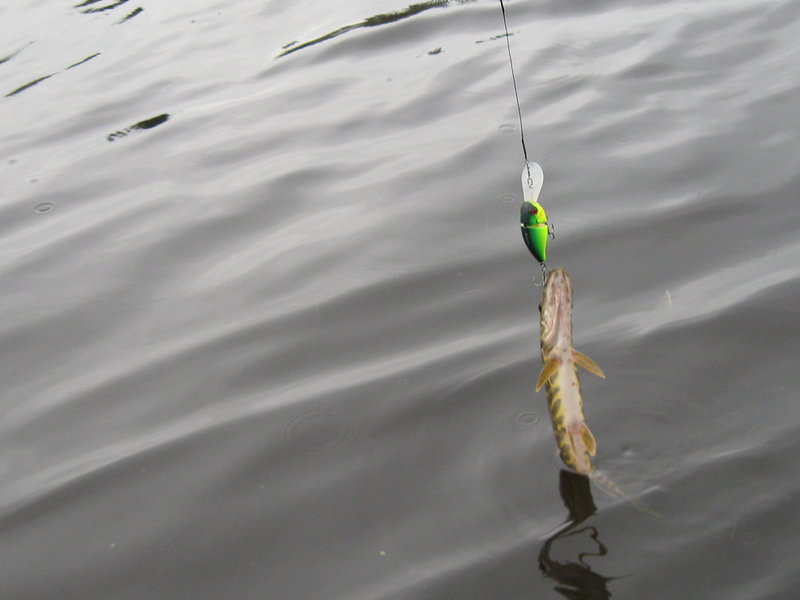 Тори 2011 001.jpg