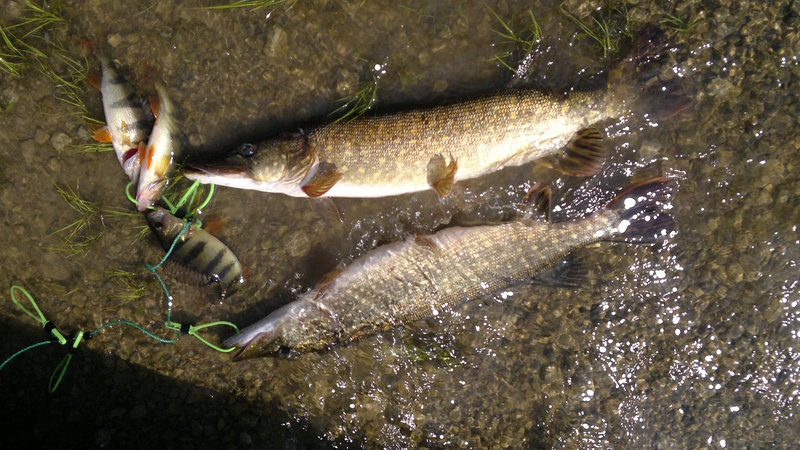 31052011529_1.jpg