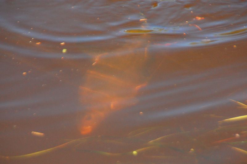 DSC_0061.jpg