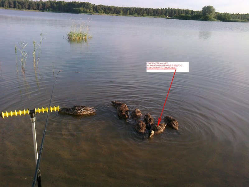 однако ...