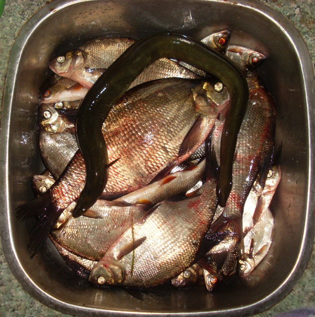 SL383504.JPG