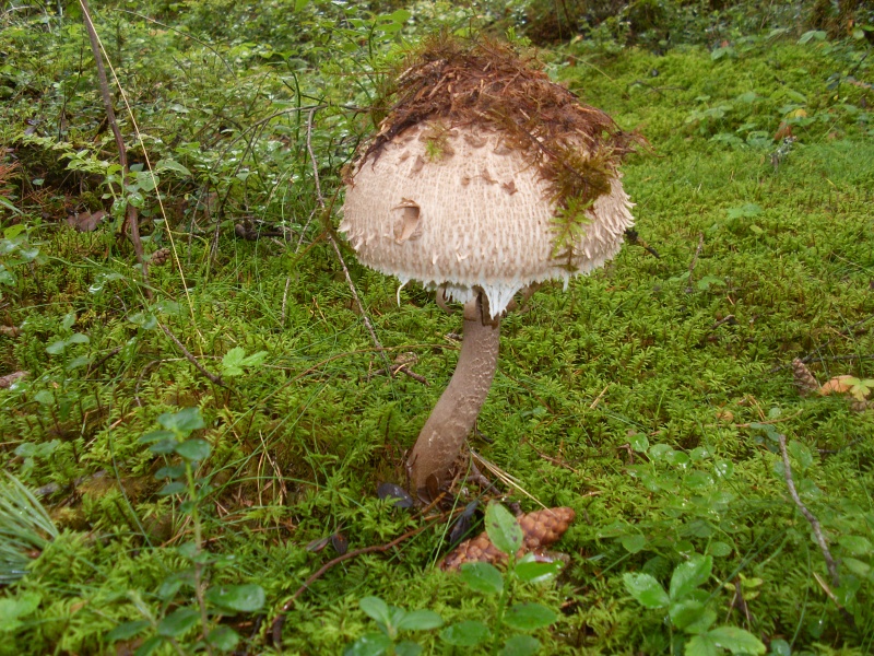 SL383580.JPG