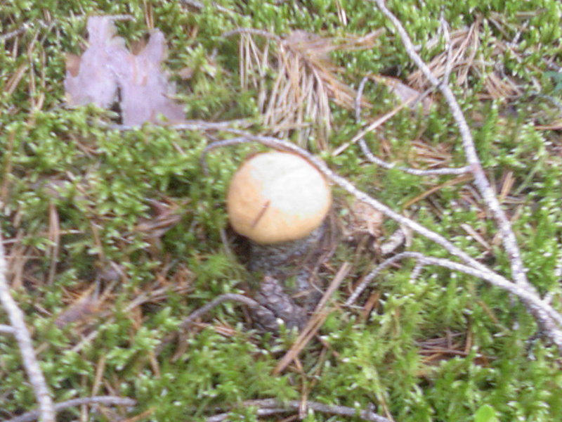 Photo-0009.jpg
