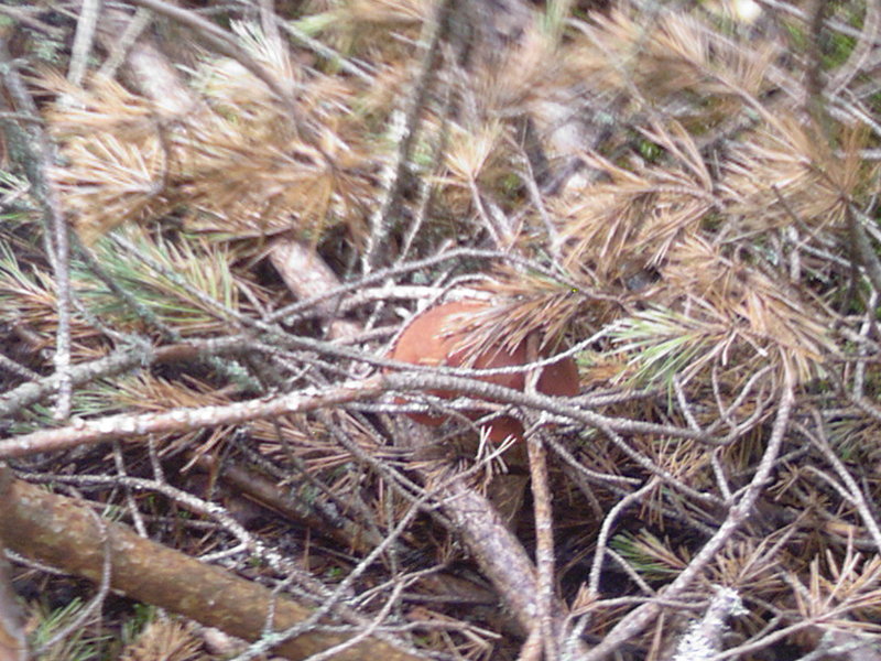 Photo-0011.jpg