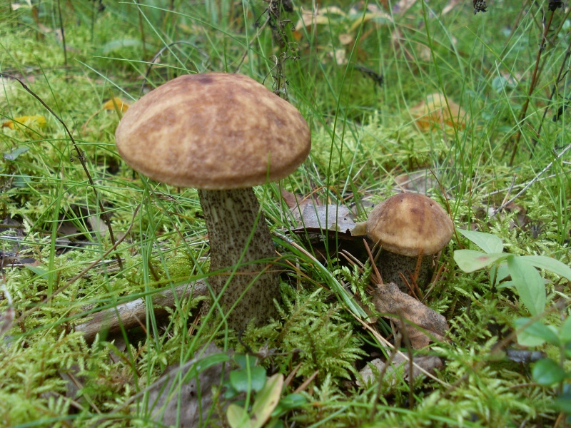 SL383614.JPG