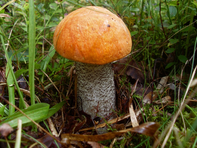 SL383616.JPG